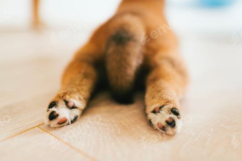 Preview: Cute paws of a little Shiba Inu puppy lying on the floor