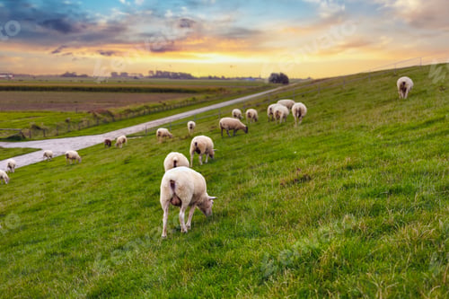 Preview: Many grazing sheep herd scene dyke lush green field pasture meadow grassland North Wadden Sea coast