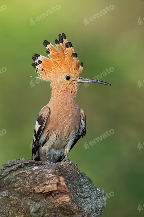 Preview: Hoopoe, upupa epops, sitting on a stump with open crest