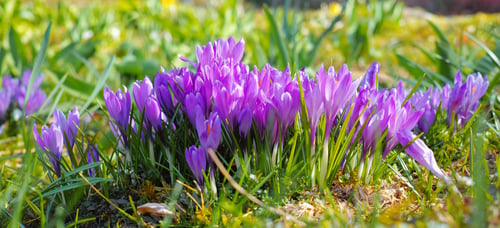 Preview: Beautiful crocus. A close-up photo of beautiful crocus.