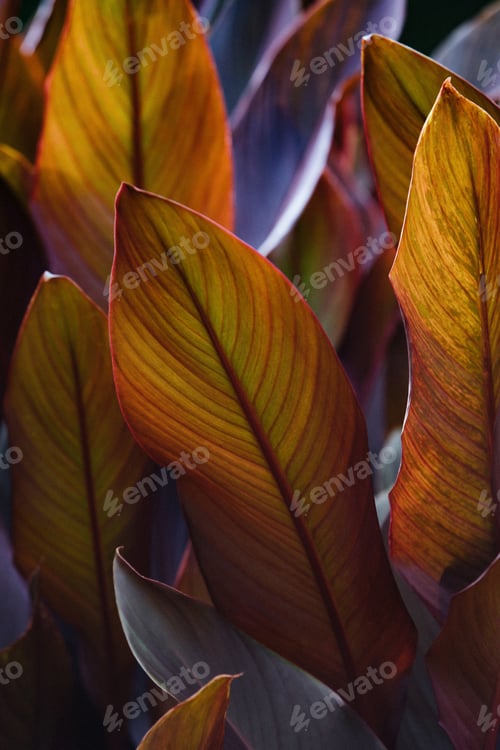 Preview: Canna x generalis leaf plates painted in dark purple