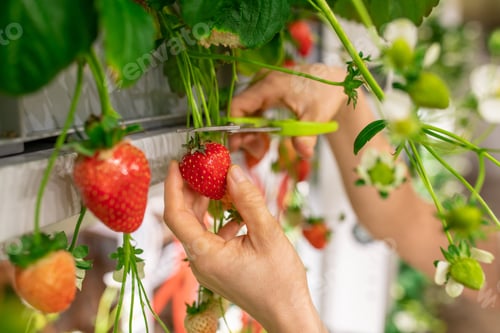 Preview: Hands of young worker of vertical farm or greenhouse cutting red ripe strawberries with scissors