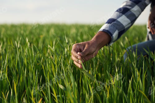 Preview: Close up view. Man's hand touching the grass on the agricultural field