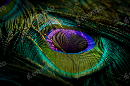 Preview: Peacock feather