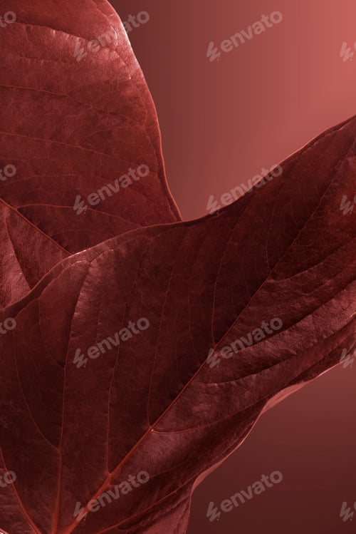 Preview: Heart shaped brown Alocasia leaves mockup
