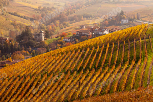 Preview: Elevated view of autumn vineyards and village, Langhe, Piedmont, Italy