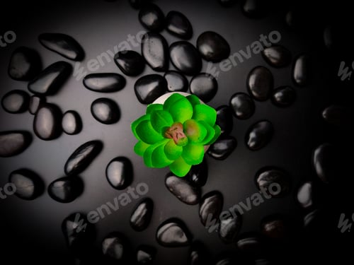 Preview: Top view green plant with black stone on a black background.