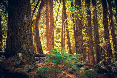 Preview: Light In The Forest, Yosemite National Park, California