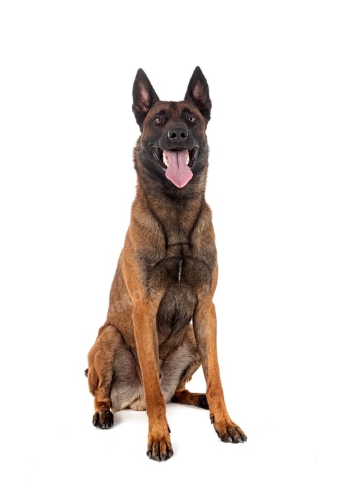 Preview: malinois in studio