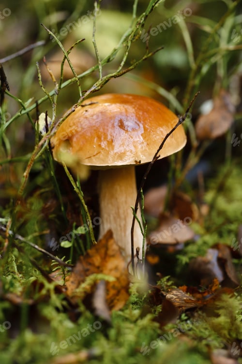 Preview: Vibrant mushroom growing among green moss and fallen leaves in a serene forest setting during autumn