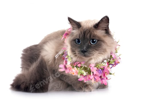Preview: siberian cat in studio