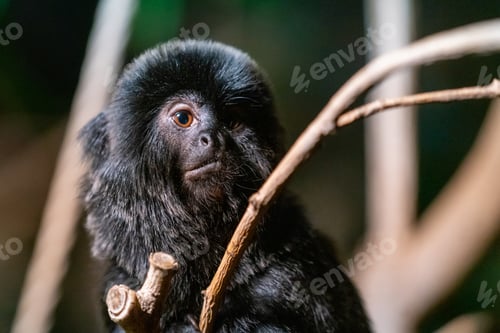 Preview: Closeup of a Goeldi’s monkey furry standing on a tree twig with green blurred background