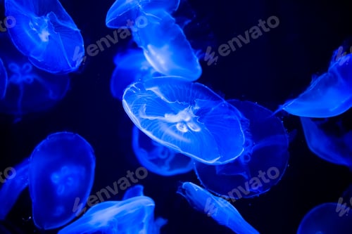 Preview: blue jellyfish close-up in the water. Sea life