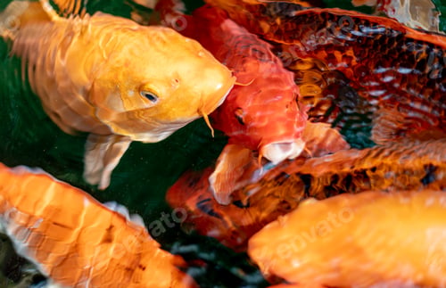 Preview: Colorful decorative fish float in an artificial pond, view from above