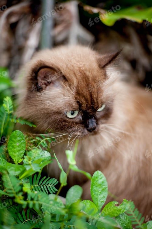 Preview: Persian cat eating favorite cat grass on concrete floor