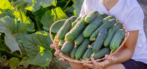 Preview: boy farmer collects cucumbers. Selective focus