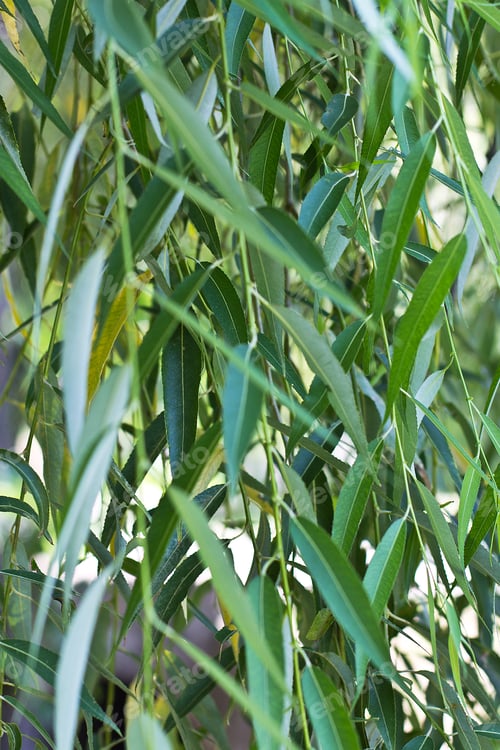 Preview: green leaves background