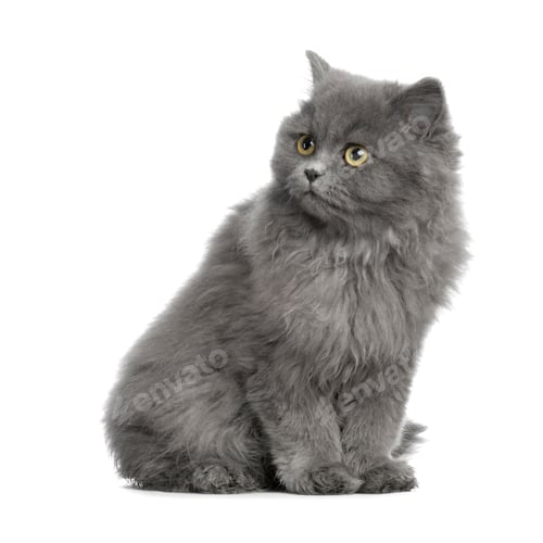 Preview: persian