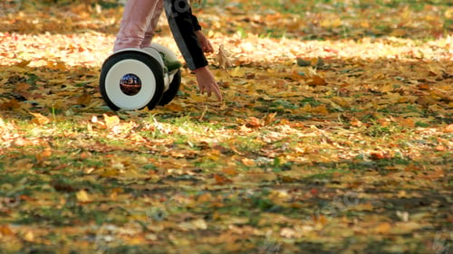 Preview: Many oak leaves on the grass in park.