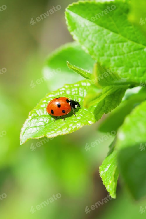 Preview: Ladybug