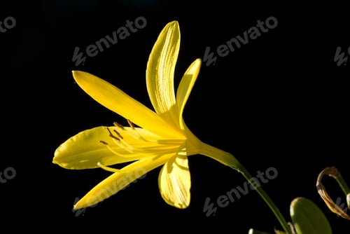 Preview: Flowers of the Eastern Alps endemism golden lilium