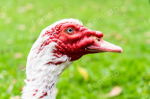 Preview: White Muscovy duck with red face. Close up on a green grass