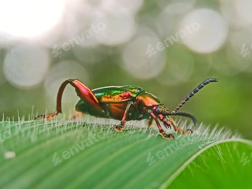 Preview: Insect
