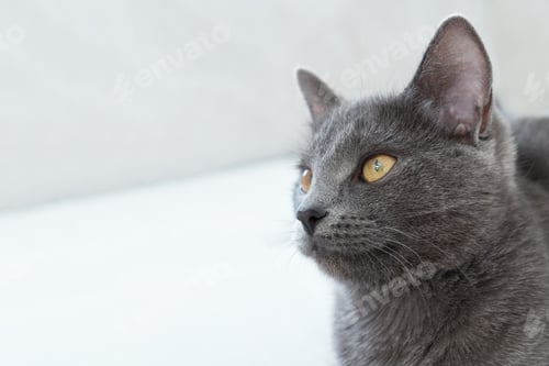 Preview: The gray cat with yellow eyes lies on a gray background. World Cat Day