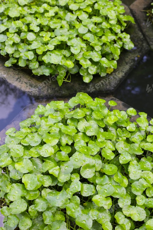 Preview: Centella asiatica (gotu kola). Raindrops on leaves