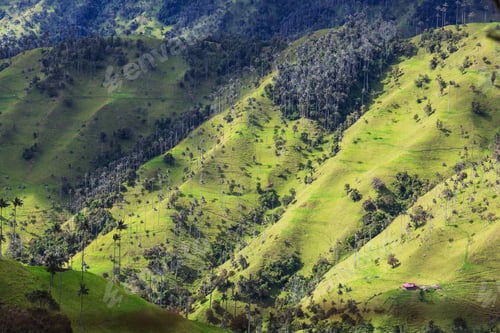 Preview: Cocora