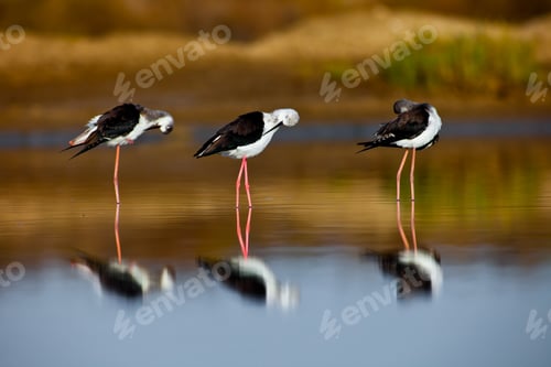 Preview: Black-Winged Stilt