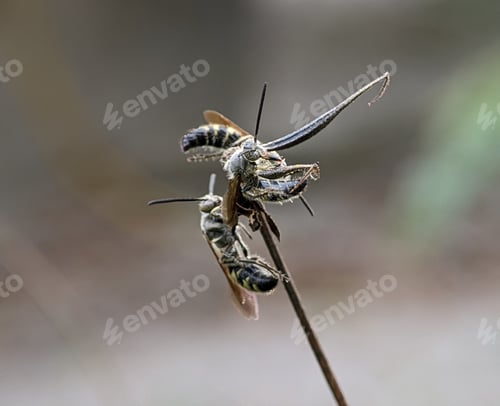Preview: Scoliidae wasp, Yellow Hairy Flower Wasp