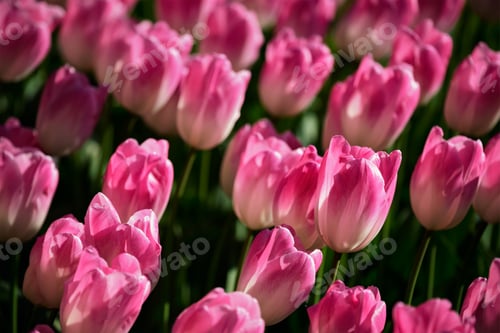 Preview: Blooming tulips flowerbed in Keukenhof flower garden, Netherland