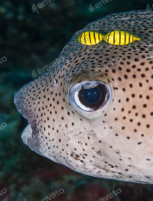 Preview: Underwater macro photography of marine animals