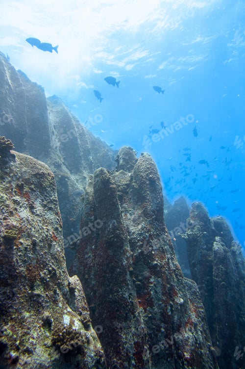 Preview: Vertical shot of underwater rocks and fish