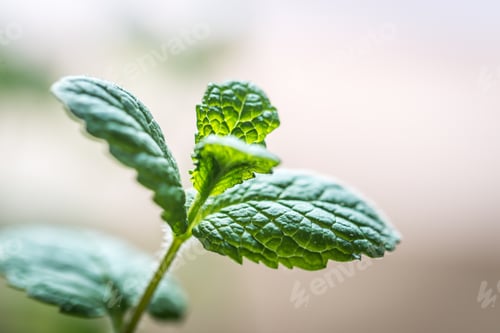 Preview: Sprig of mint