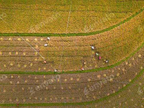 Preview: beautiful morning view indonesia panorama landscape paddy fields