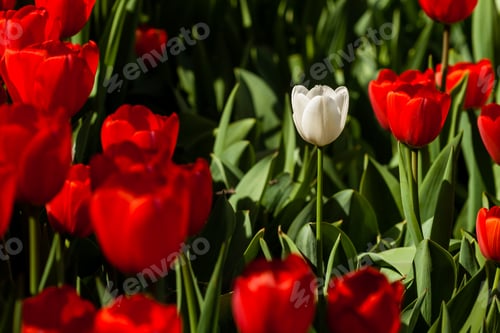 Preview: Spring field of colorful tulips