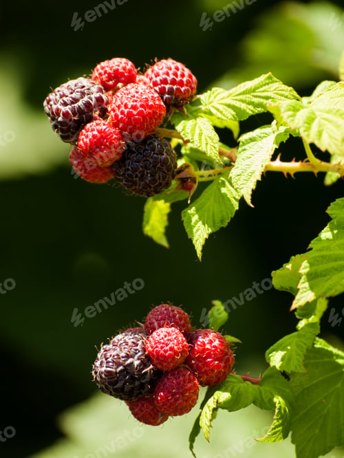 Preview: Black Raspberry