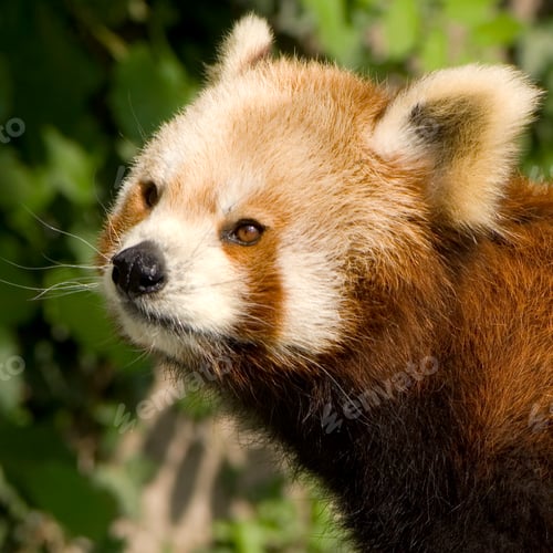 Preview: Red Panda - Ailurus fulgens