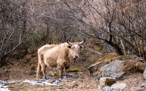 Preview: wild animal Yak