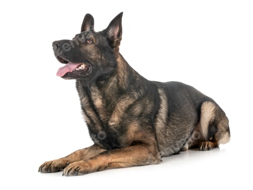 Preview: gray german shepherd