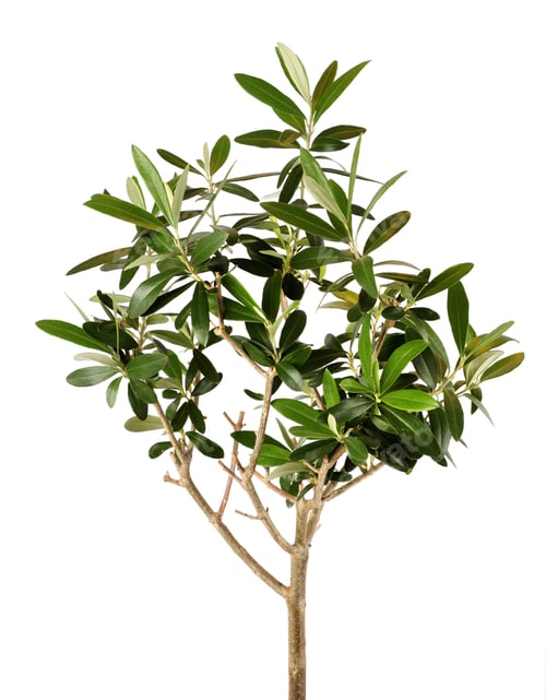 Preview: Young olive tree closeup