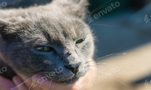 Preview: tick on a cat. Selective focus.