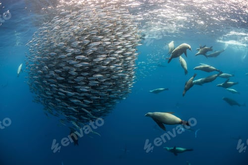 Preview: Sea lions hunting and feeding on mackerel baitballs