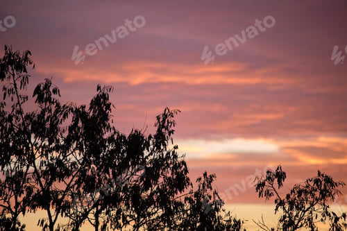 Preview: Dark foliage of small trees and bush against bright colorful sunset sky