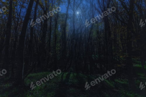 Preview: Mysterious autumn forest in the moonlight