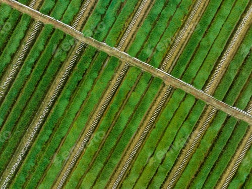 Preview: Green leek leaves in growth at vegetable garden