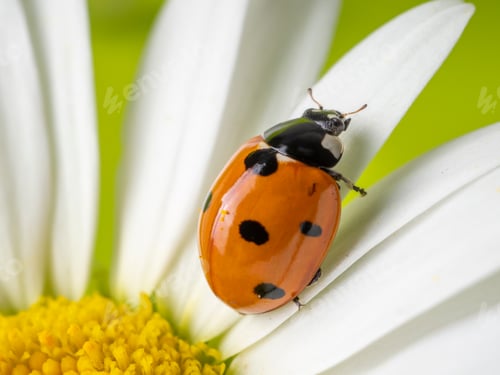 Preview: Insect ladybug red on a white daisy flower summer background