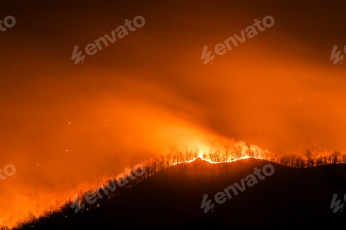 Preview: Forest fire burning trees at night.
